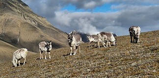 Historisk lav reinsdyrdødelighet på Svalbard rein svalbard