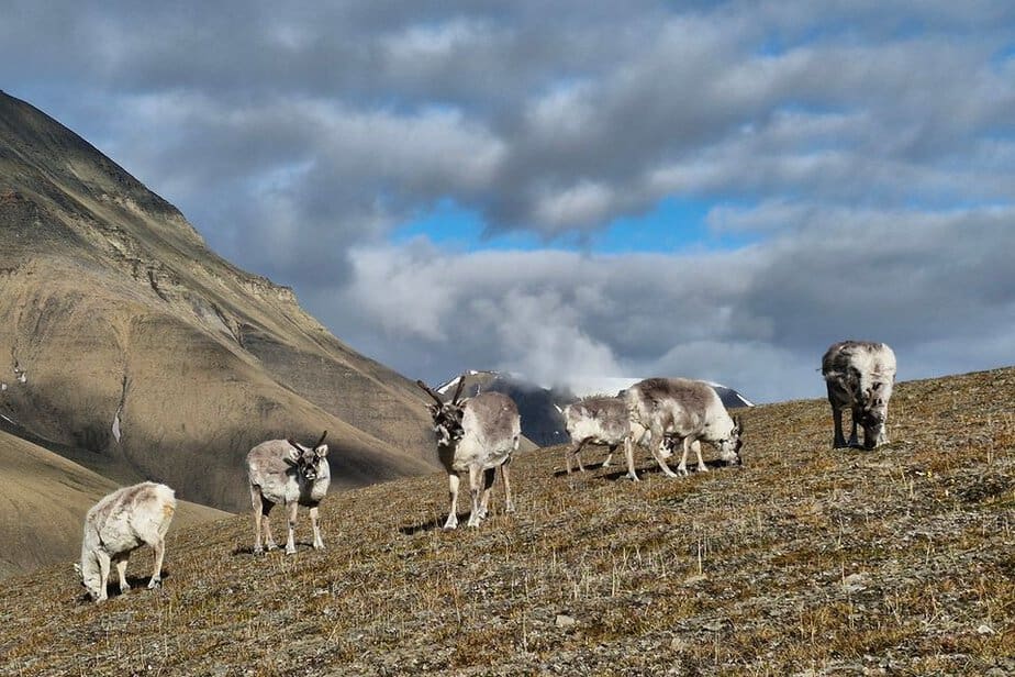 rein svalbard