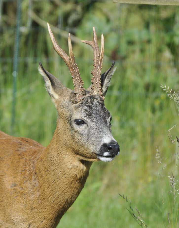 rådyrbukk  roebuck