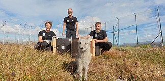 Vaksine var gull for store fjellrevkull