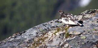 Kledd i hvitt blir rypa et lett offer for rovdyr i et landskap uten snø rype grouse