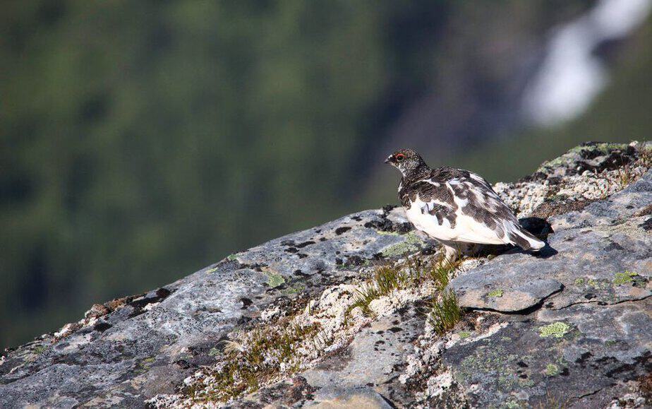rype grouse