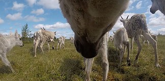 Villreinen stoppes av veier og stier villrein kamerahålsbånd