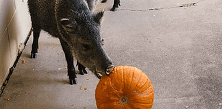 Halloween byr på problemer for viltmyndighetene i Arizona navlesvin