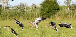 Høsttrekket gir økt risiko for spredning av fugleinfluensa gås